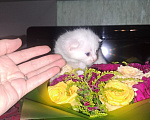 Кошки в Истре: Шотландские котята Девочка, 20 000 руб. - фото 4
