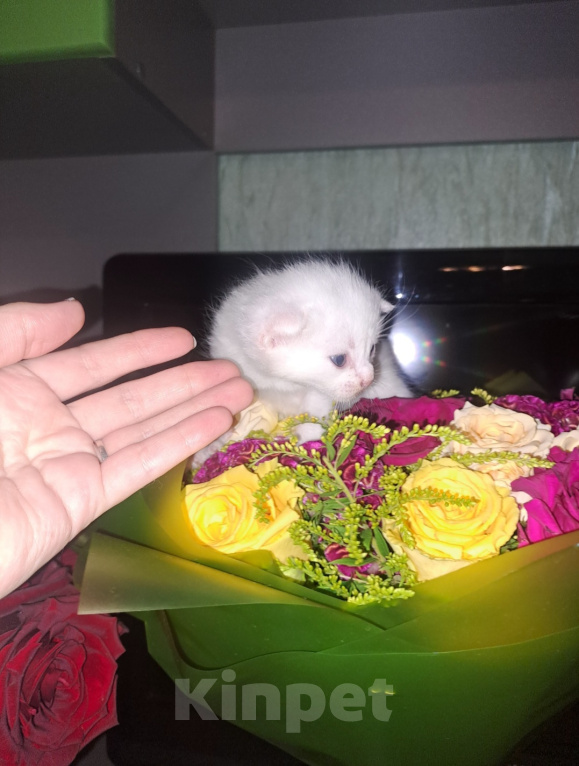 Кошки в Истре: Шотландские котята Девочка, 20 000 руб. - фото 4