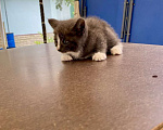 Кошки в Москве: Котенок мальчик Мальчик, Бесплатно - фото 5