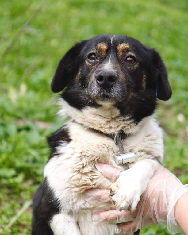 Собаки в других городах Московской области: Крошка Пудинг в дар Мальчик, Бесплатно - фото 4