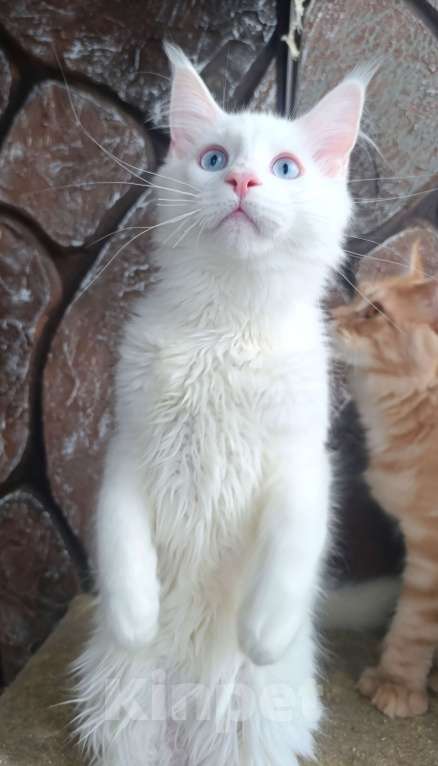 Кошки в Екатеринбурге: Котята Мейн Кун классика и полидакты Мальчик, 30 000 руб. - фото 5