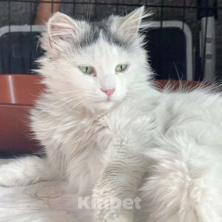 Кошки в Москве: Белая кошечка в беде Девочка, Бесплатно - фото 2