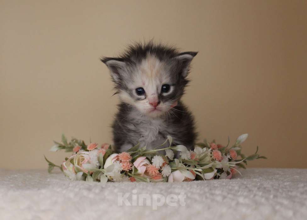 Кошки в Екатеринбурге: Котёнок мейн-кун Деметра девочка Девочка, 35 000 руб. - фото 3