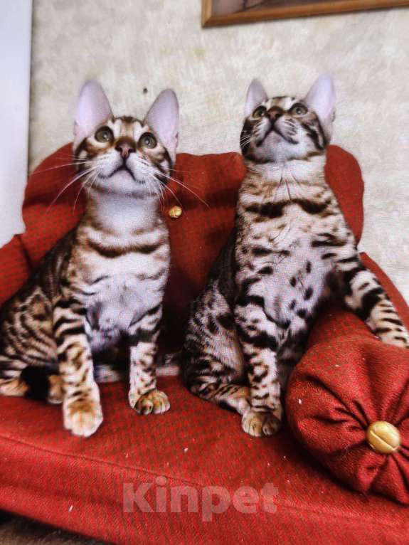 Кошки в Лыткарино: Бенгальский мальчик  с документами Мальчик, 20 000 руб. - фото 4