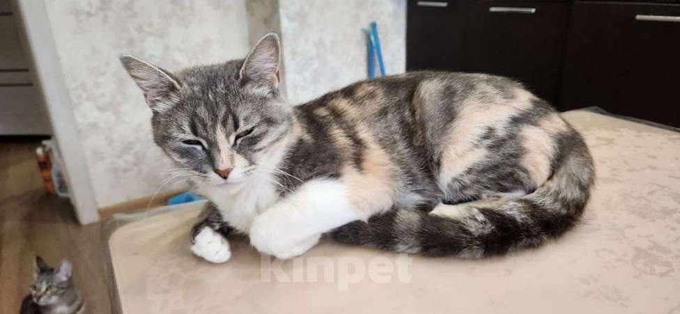 Кошки в Санкт-Петербурге: Трехцветочка в добрые руки Девочка, Бесплатно - фото 7