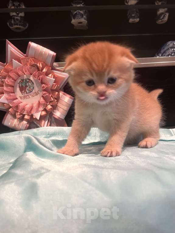 Кошки в других городах Московской области: Шоколадная золотая вислоухая девочка Девочка, 45 000 руб. - фото 1