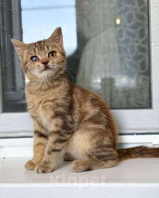 Кошки в Москве: Котенок девочка в бенгальскую полосочку ищет дом 🤎 Девочка, Бесплатно - фото 2