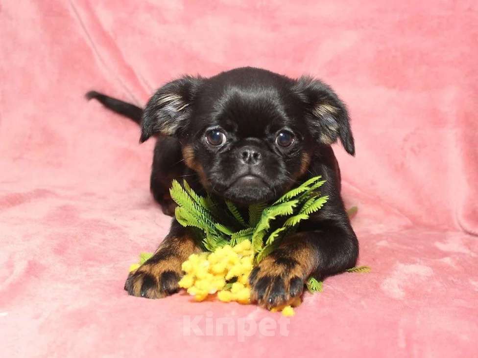 Собаки в Санкт-Петербурге: Красотка Девочка, 80 000 руб. - фото 9