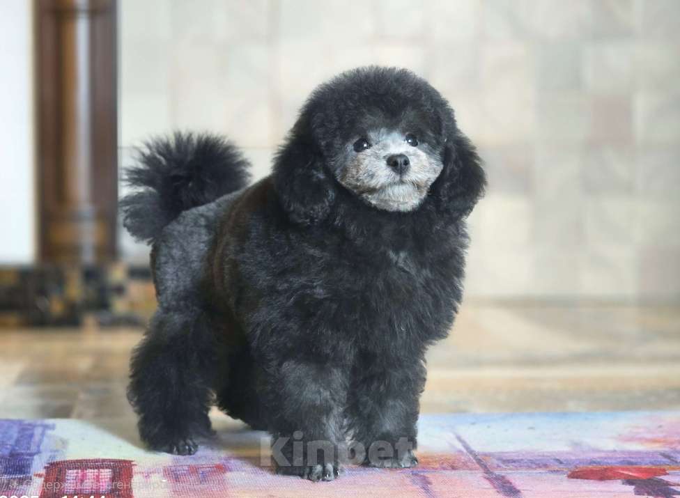 Собаки в Воронеже: Той пудель мальчик серый Мальчик, Бесплатно - фото 1