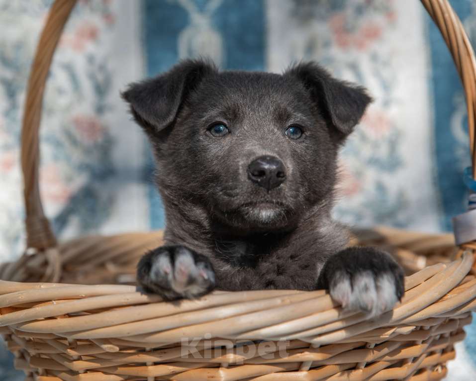 Собаки в Москве: Щенок 2х месяцев Бертон в добрые руки Мальчик, Бесплатно - фото 2