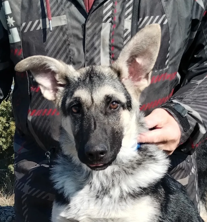 Собаки в Севастополе: щенок восточноевропейской овчарки, документы РКФ Девочка, 60 000 руб. - фото 3