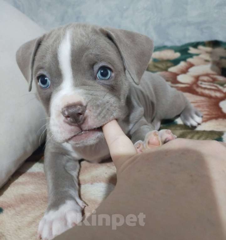 Собаки в других городах Ростовской области: Американский булли  Мальчик, 90 000 руб. - фото 5