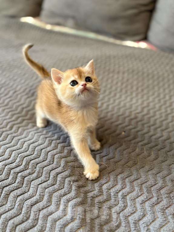 Кошки в Москве: Котенок британский. Девочка  Девочка, 18 000 руб. - фото 2