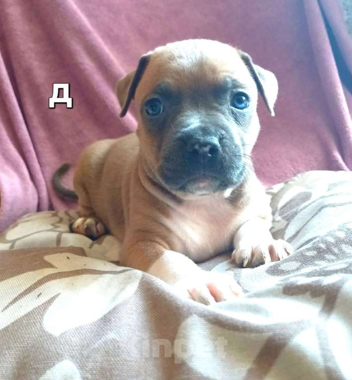 Собаки в Самаре: Очаровательнве щенки амстаффа Мальчик, 80 000 руб. - фото 6