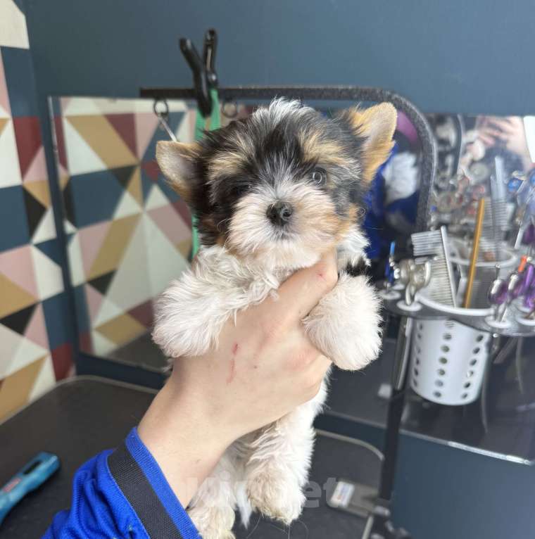 Собаки в Пушкино: Бивер мальчик мини ркф Мальчик, 60 000 руб. - фото 2