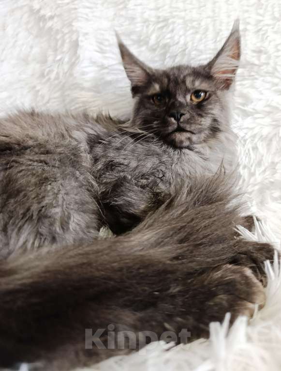 Кошки в Екатеринбурге: Шикарные девочки породы мейн-кун! Девочка, 30 000 руб. - фото 1