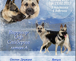Собаки в Красноярске: щенки вео Мальчик, 30 000 руб. - фото 1
