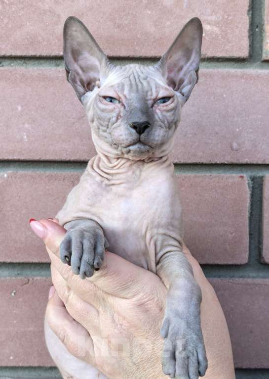 Кошки в Казани: Уникальные котята Разнополые, 16 000 руб. - фото 3