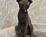 Кошки в Омске: Донской сфинкс котята Девочка, 25 000 руб. - фото 1