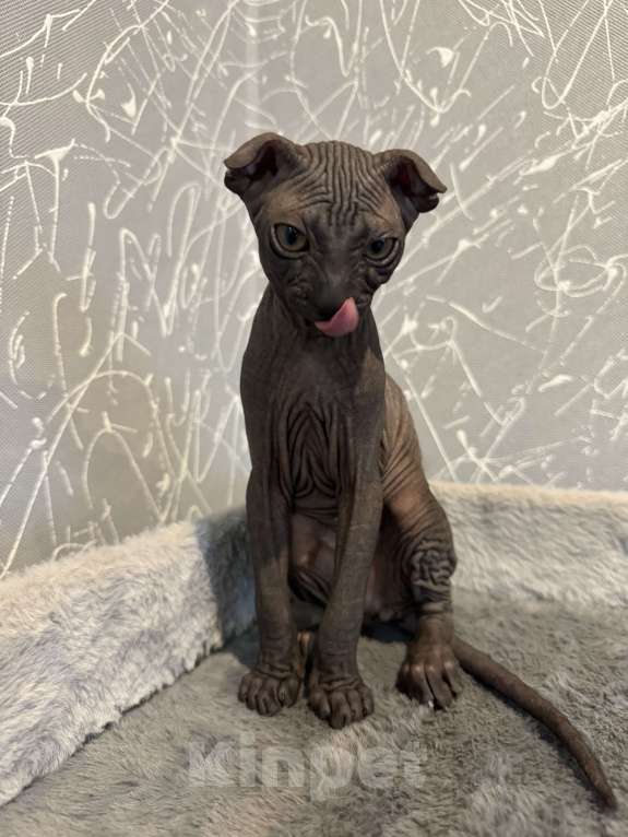 Кошки в Омске: Донской сфинкс котята Девочка, 25 000 руб. - фото 1