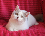 Кошки в Магнитогорске: Nancy Marshmallow  Девочка, Бесплатно - фото 2