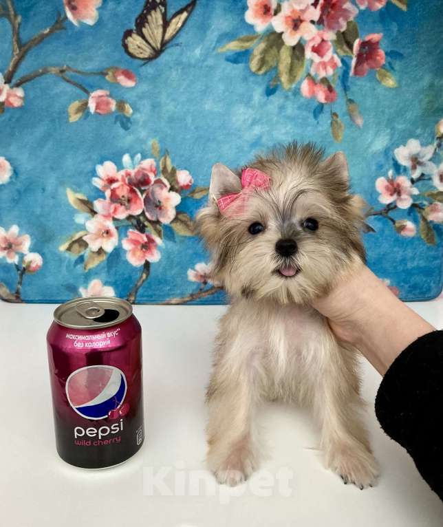 Собаки в Москве: Золотой йорк мини девочка бэби фейс Девочка, 85 000 руб. - фото 8