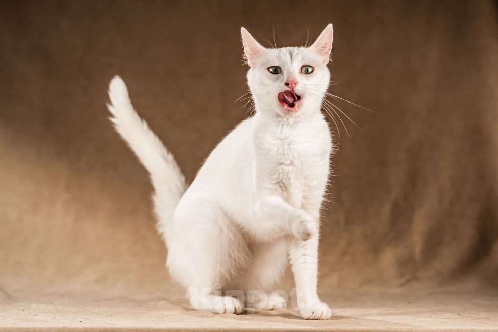 Кошки в Клине: Снежка — белоснежная миниатюрная красавица Девочка, Бесплатно - фото 4