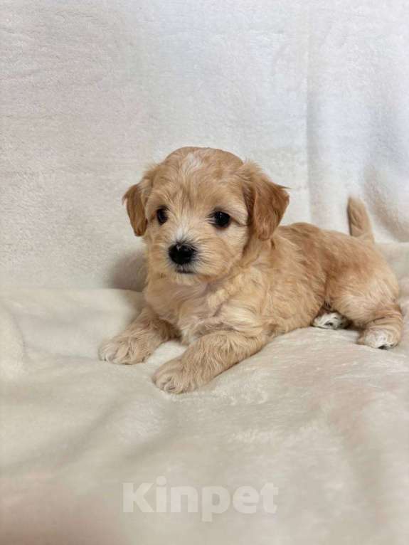 Собаки в Москве: Очаровательная девочка мальтипу f1 Девочка, 60 000 руб. - фото 6