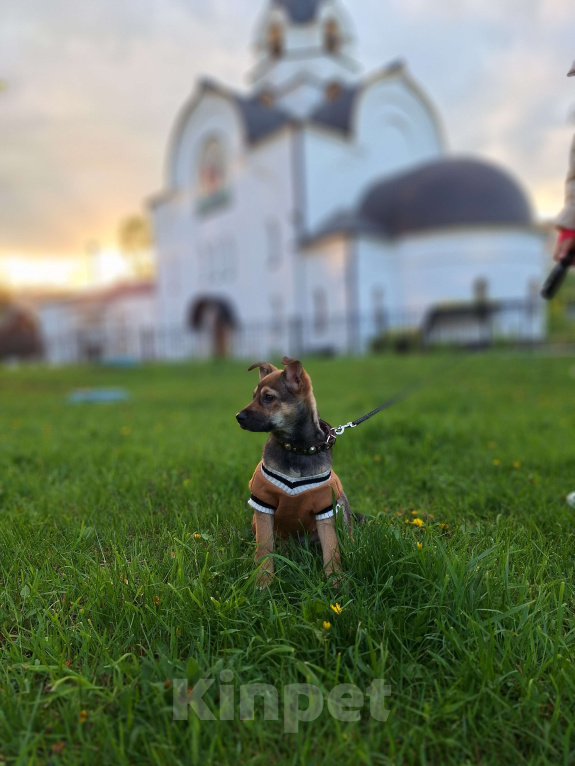 Собаки в Москве: Щенок в добрые руки Мальчик, Бесплатно - фото 8