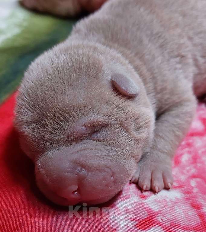Собаки в Москве: Шарпейные девочки Девочка, 50 000 руб. - фото 3