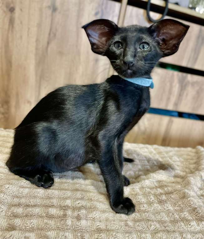 Кошки в Перми: Ориентальный котенок Мальчик, 100 000 руб. - фото 3