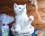 Кошки в Москве: Британский мальчик шиншилла колор-пойнт Мальчик, 10 000 руб. - фото 1