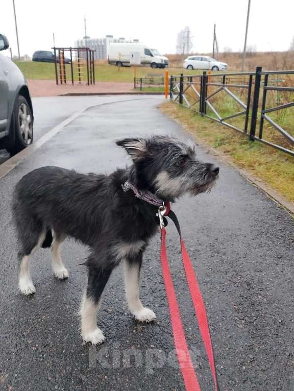 Собаки в Санкт-Петербурге: Маленькая собачка-домовёнок Девочка, Бесплатно - фото 4