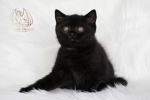 Британский короткошерстный котенок