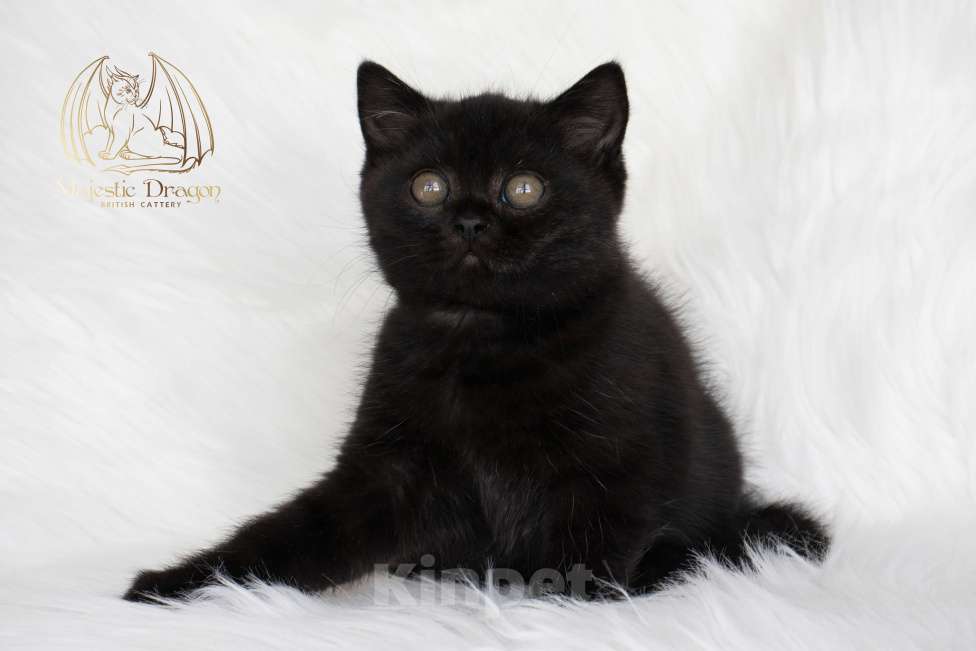 Кошки в Москве: Британский короткошерстный котенок Мальчик, 80 000 руб. - фото 1