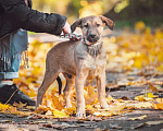 Собаки в Москве: Рыжий щенок Лексус в дар Мальчик, Бесплатно - фото 2