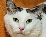 Кошки в Москве: Сказочная кошка Мусёна Девочка, Бесплатно - фото 1