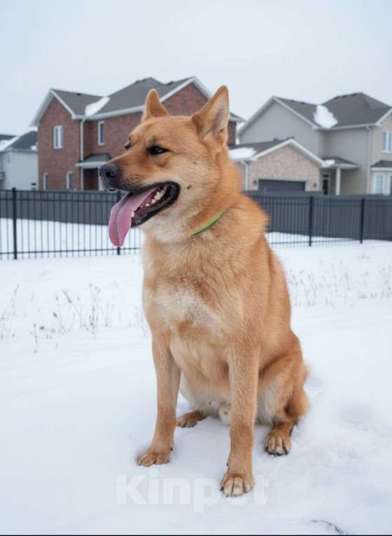 Собаки в Москве: Брутальный красавец Рич ищет хозяев! Мальчик, Бесплатно - фото 2