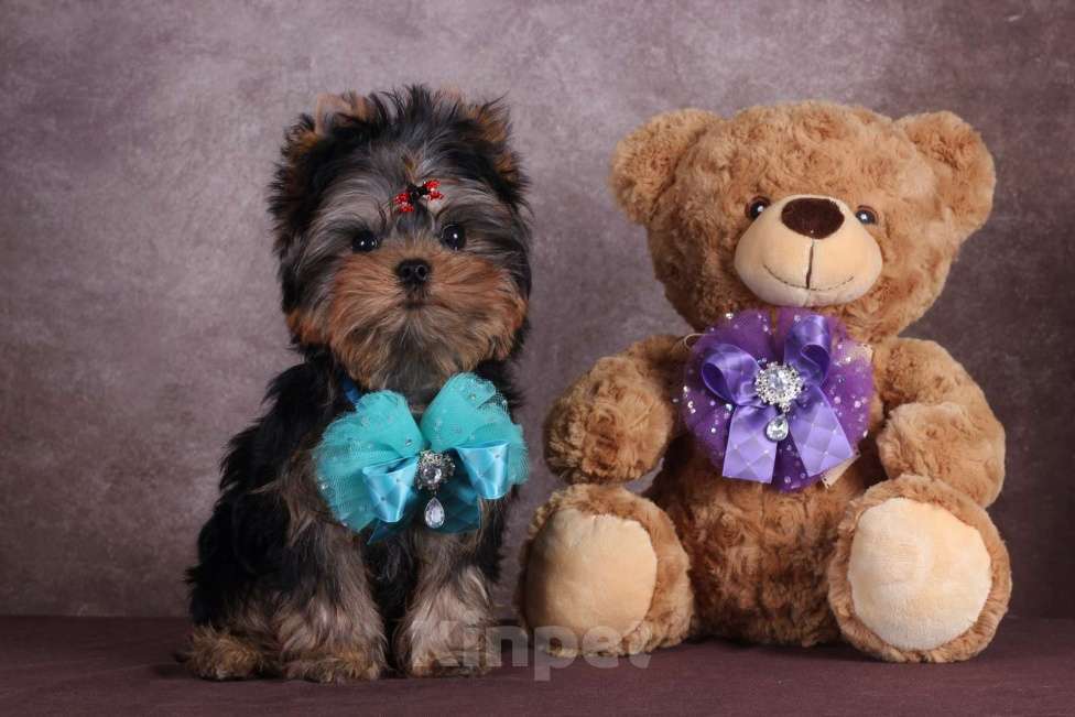 Собаки в Москве: Йоркширский терьер курносый красавец Оливер РКФ. Мальчик, 55 000 руб. - фото 4