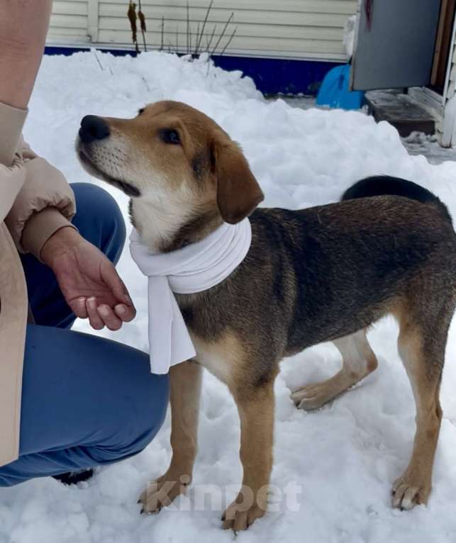 Собаки в Новосибирске: Солидный щенок в добрые руки Мальчик, Бесплатно - фото 2