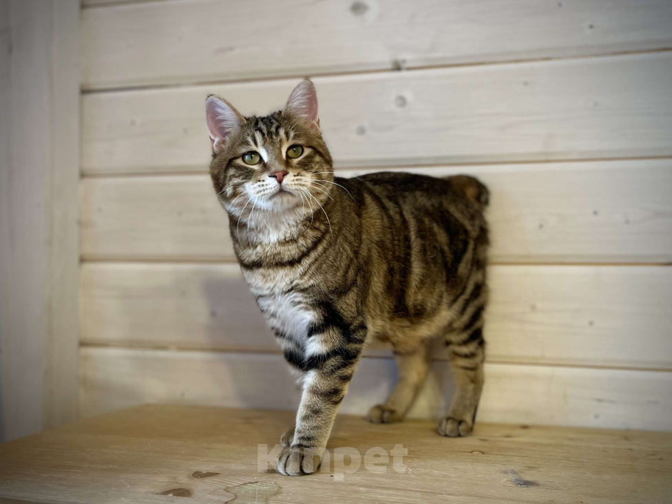 Кошки в других городах Московской области: Курильский бобтейл короткошерстный  Мальчик, 15 000 руб. - фото 3