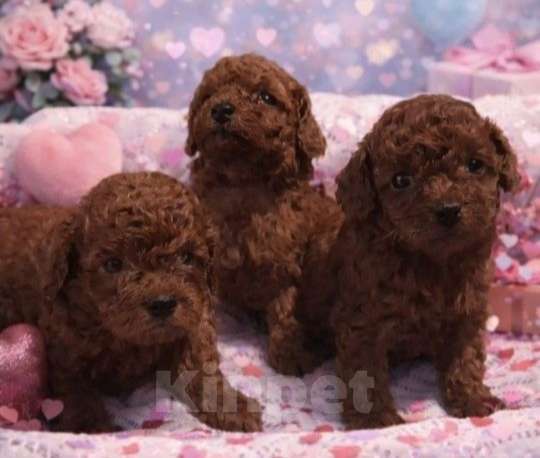 Собаки в Москве: Малыши той пуделя Девочка, 95 000 руб. - фото 3