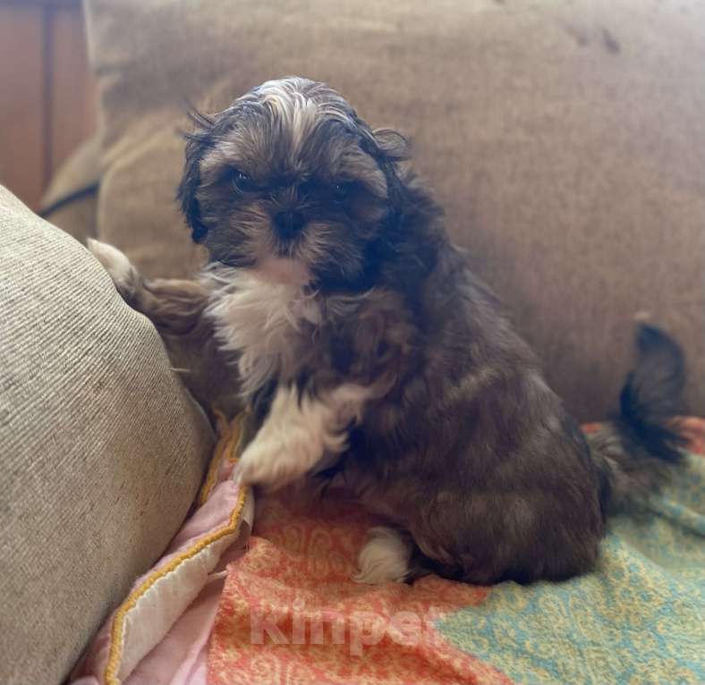 Собаки в Санкт-Петербурге: Очаровательная девочка золотого окраса Девочка, 40 000 руб. - фото 5