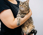 Кошки в Зеленограде: Глен ищет дом Девочка, Бесплатно - фото 3