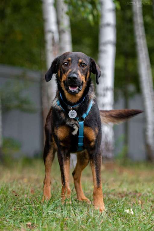 Собаки в Наро-Фоминске: Ласковый пес Мироша Мальчик, Бесплатно - фото 2