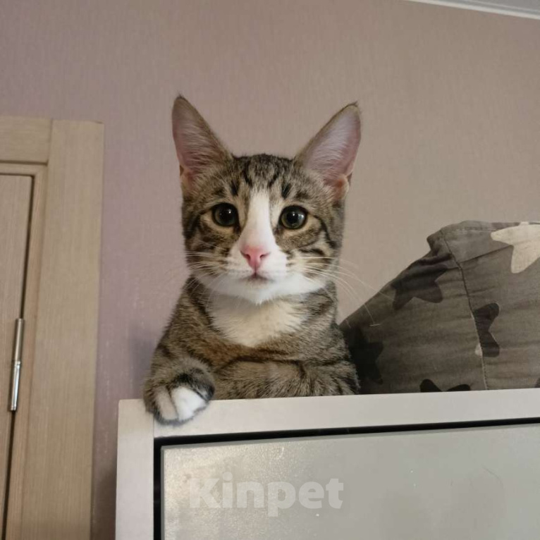 Кошки в Москве: Кошка-подросток Девочка, Бесплатно - фото 4