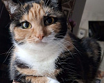 Кошки в Москве: Уютная спокойная кошечка Мармуська в добрые ручки Девочка, Бесплатно - фото 6