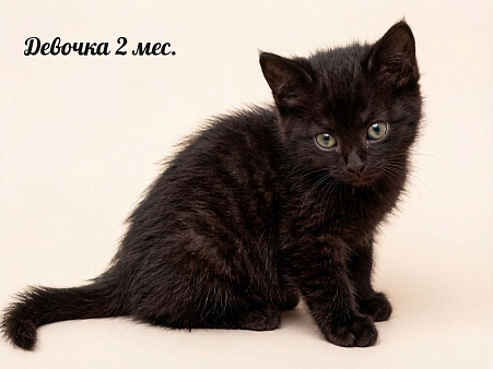 В добрые руки: три черные кошечки