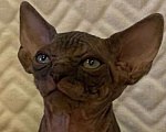 Кошки в Москве: Топовый котёнок канадского сфинкса  Мальчик, 50 000 руб. - фото 1
