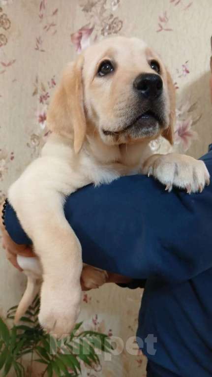 Собаки в других городах Краснодарского края: Щенки лабрадор-ретривер Мальчик, Бесплатно - фото 2